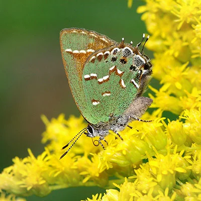 Mac SSR | 9月12日22.2M/S|免费V2ray节点/Clash节点/Shadowrocket节点/SSR订阅节点分享