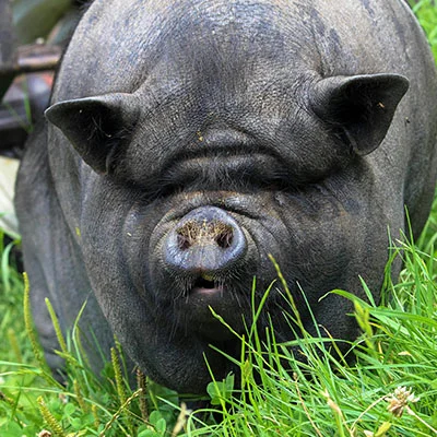 Mac SSR | 10月12日21.2M/S|免费SSR节点/Shadowrocket节点/Clash节点/Singbox节点/V2ray节点订阅节点分享