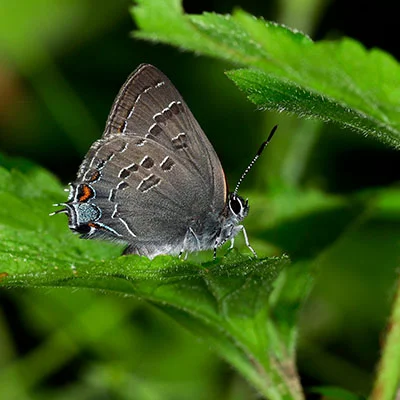 Mac SSR | 8月30日22M/S|免费Clash节点/SSR/V2ray节点/Shadowrocket订阅节点分享