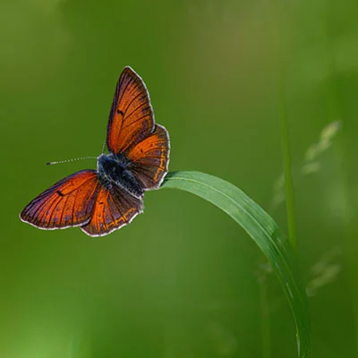 Mac SSR | 10月17日20.4M/S|免费V2ray节点/Clash节点/Singbox节点/SSR节点/Shadowrocket节点订阅节点分享