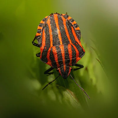 Mac SSR | 10月13日18.5M/S|免费Shadowrocket节点/Singbox节点/SSR节点/V2ray节点/Clash节点订阅节点分享