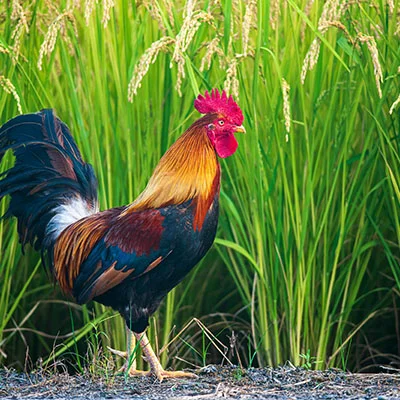 Mac SSR | 10月8日21.4M/S|免费SSR节点/V2ray节点/Singbox节点/Clash节点/Shadowrocket节点订阅节点分享