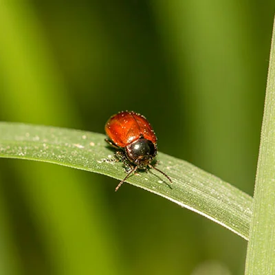 Mac SSR | 10月9日19.4M/S|免费SSR节点/Singbox节点/Clash节点/Shadowrocket节点/V2ray节点订阅节点分享