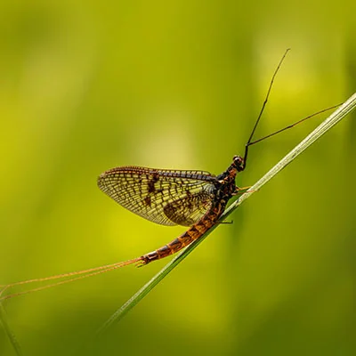 Mac SSR | 9月11日18.6M/S|免费Clash节点/V2ray节点/SSR/Shadowrocket订阅节点分享