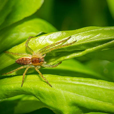 Mac SSR | 9月30日22.5M/S|免费Clash节点/V2ray节点/Singbox节点/SSR节点/Shadowrocket节点订阅节点分享